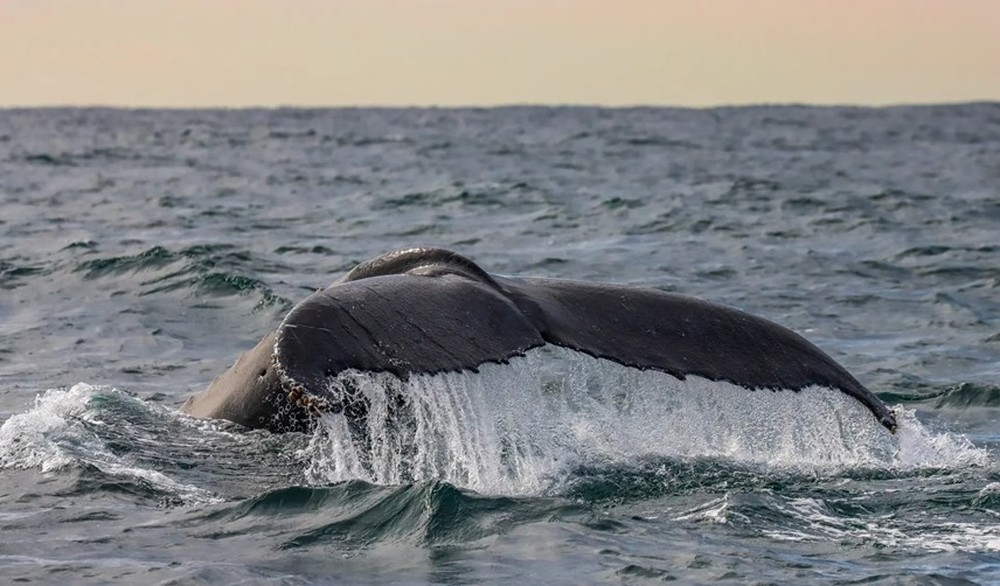 [ẢNH] Cá voi lưng gù và chuyến di cư ngàn dặm ngoài khơi Australia - Ảnh 8.
