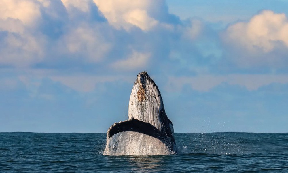[ẢNH] Cá voi lưng gù và chuyến di cư ngàn dặm ngoài khơi Australia - Ảnh 9.