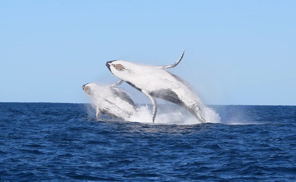 [ẢNH] Cá voi lưng gù và chuyến di cư ngàn dặm ngoài khơi Australia - Ảnh 10.