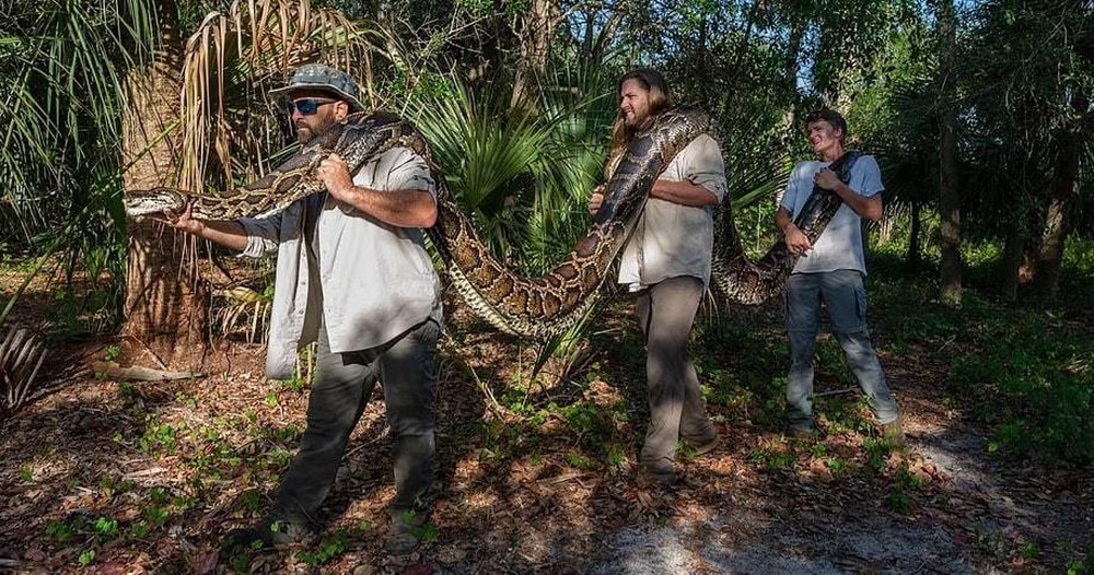 Hãi hùng con trăn khủng sống trong đầm lầy Florida, 3 người khiêng không hết - Ảnh 1.