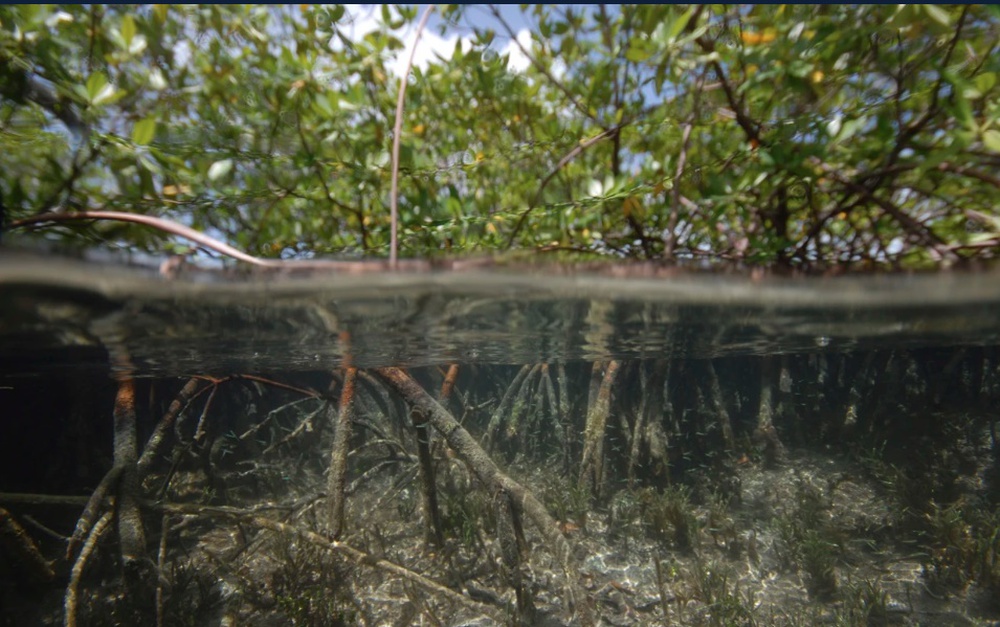Phát hiện vi khuẩn khổng lồ ở đầm cạn ngập mặn Caribe - Ảnh 1.