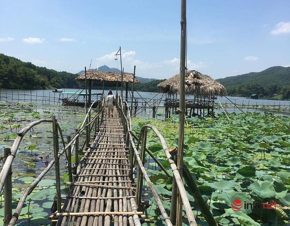 Siêu đầu bếp bỏ việc về quê trồng loại sen nghìn cánh, hái ra tiền từ cây sen - Ảnh 2.