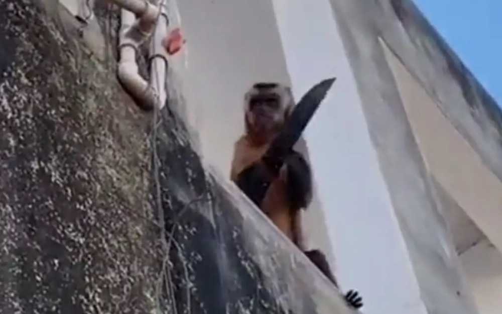 Khỉ đói ăn khua dao khủng bố ở Brazil - Ảnh 1.