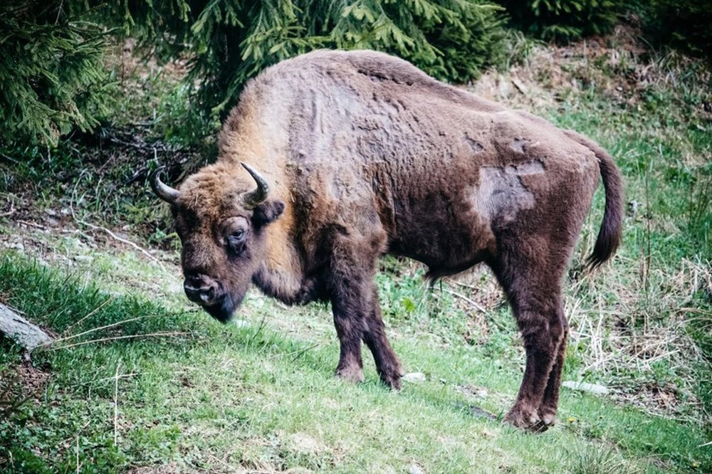 [ẢNH] Sự trở lại của con thú lớn: Tìm kiếm bò rừng hoang dã Romania - Ảnh 11.