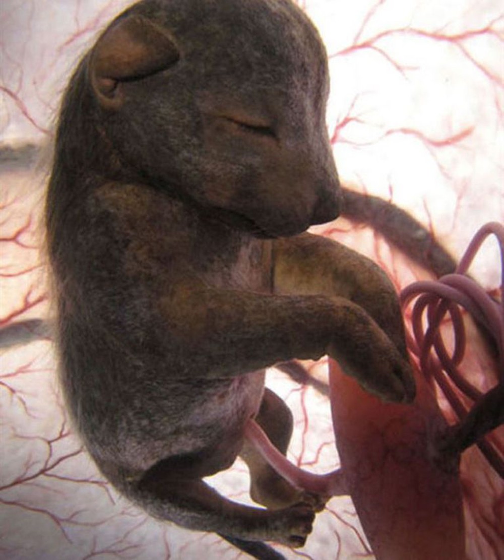 Những bức ảnh siêu âm 4D sắc nét hiếm hoi về cảnh tượng động vật khi còn ở trong bụng mẹ - Ảnh 15.