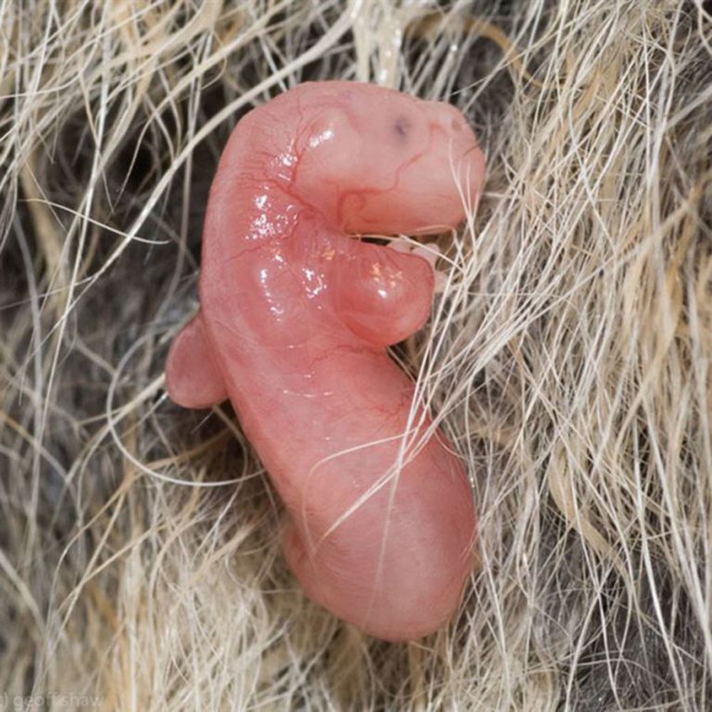 Những bức ảnh siêu âm 4D sắc nét hiếm hoi về cảnh tượng động vật khi còn ở trong bụng mẹ - Ảnh 16.