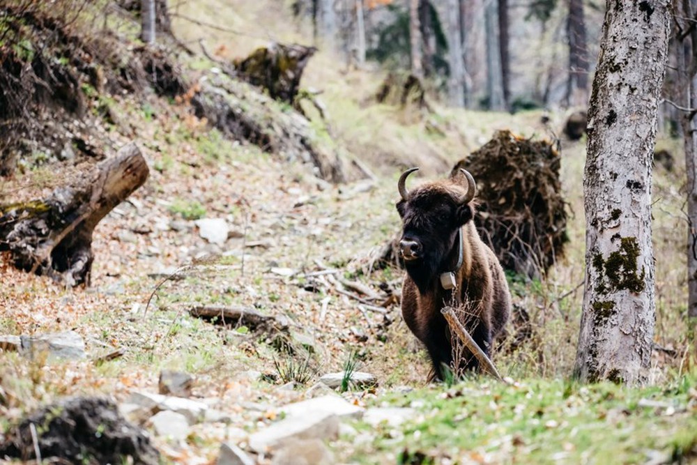 [ẢNH] Sự trở lại của con thú lớn: Tìm kiếm bò rừng hoang dã Romania - Ảnh 4.