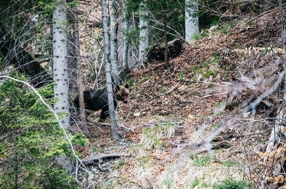 [ẢNH] Sự trở lại của con thú lớn: Tìm kiếm bò rừng hoang dã Romania - Ảnh 8.