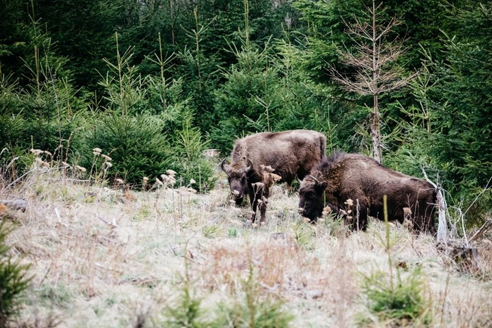 [ẢNH] Sự trở lại của con thú lớn: Tìm kiếm bò rừng hoang dã Romania - Ảnh 9.