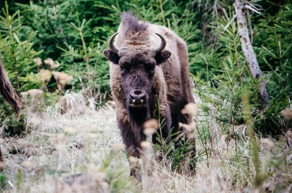 [ẢNH] Sự trở lại của con thú lớn: Tìm kiếm bò rừng hoang dã Romania - Ảnh 10.