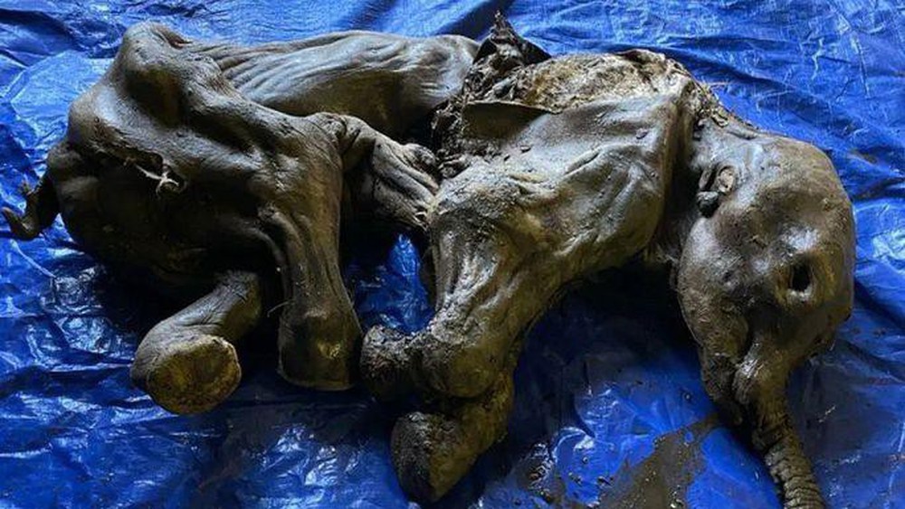 Phát hiện kỳ lạ về xác ướp voi ma mút 30.000 tuổi - Ảnh 1.