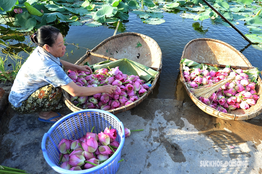 Kỳ công cách ướp trà gói trọn tinh hoa nghìn bông sen Hồ Tây - Ảnh 9.