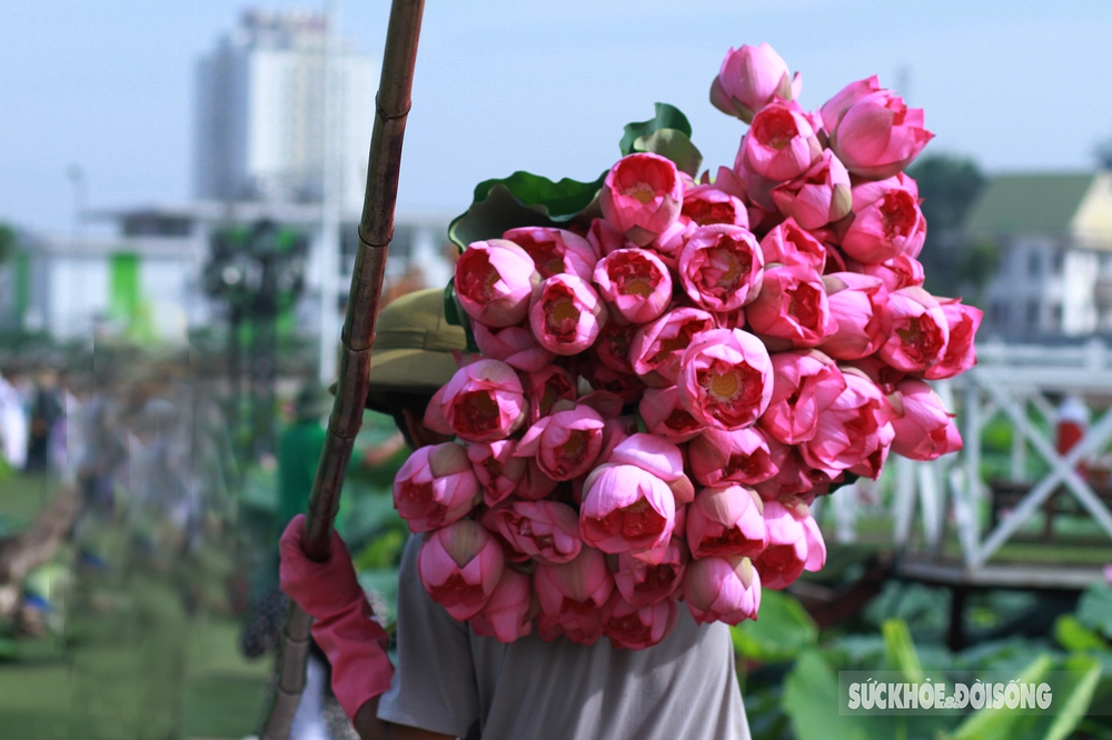 Kỳ công cách ướp trà gói trọn tinh hoa nghìn bông sen Hồ Tây - Ảnh 3.