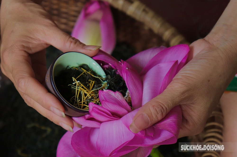Kỳ công cách ướp trà gói trọn tinh hoa nghìn bông sen Hồ Tây - Ảnh 5.