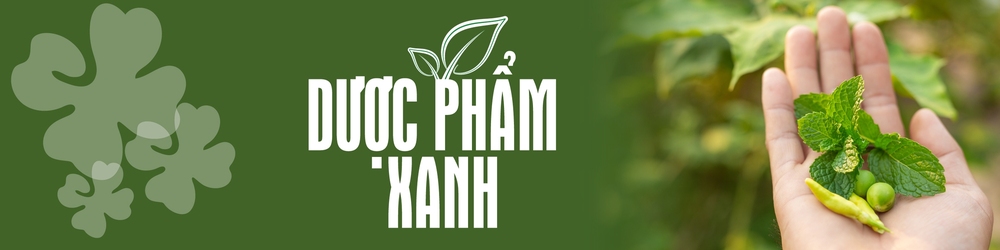 Loại cây người Việt coi là rau gia vị, thế giới dùng làm thuốc cứu tiêu hoá, giảm đau - Ảnh 2.