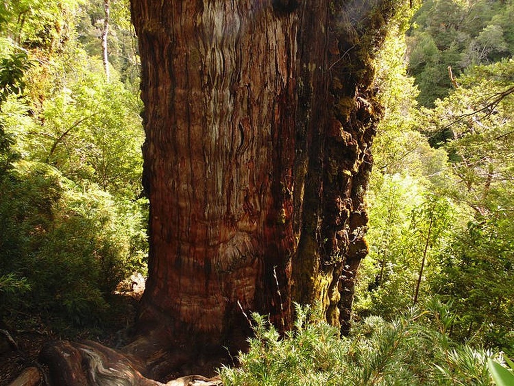 Tranh cãi cây đại thụ sống lâu đời nhất trên thế giới, gần 5.500 năm tuổi - Ảnh 1.