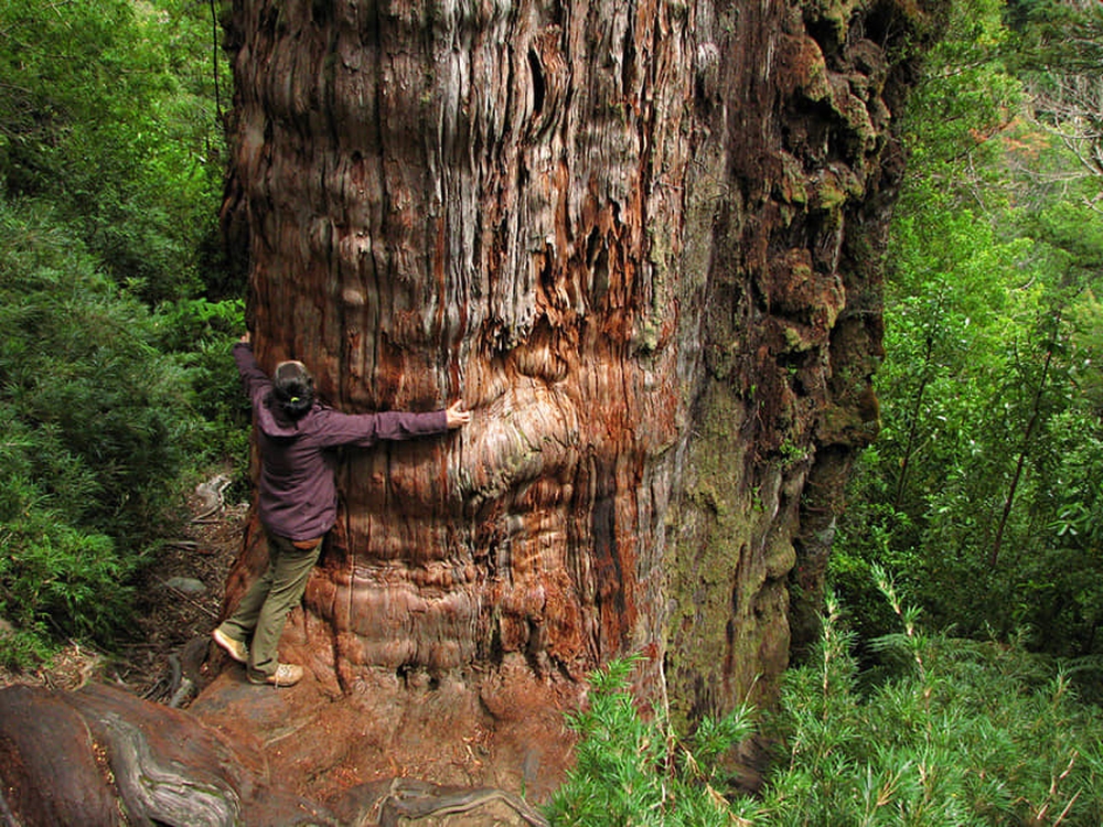 Tranh cãi cây đại thụ sống lâu đời nhất trên thế giới, gần 5.500 năm tuổi - Ảnh 3.