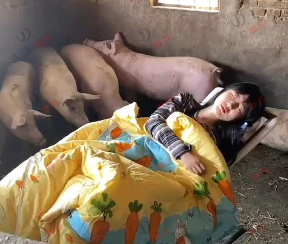 A young girl who has a hobby of sleeping in a pigsty makes the online community controversial - Photo 2.