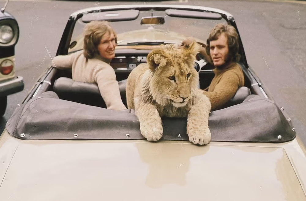 Hình ảnh hiếm về cuộc sống sang chảnh của sư tử nuôi trong căn hộ cao cấp năm 1960 - Ảnh 5.