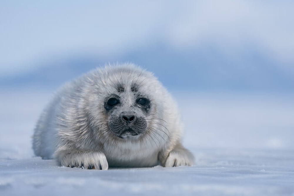 Loạt ảnh hải cẩu cực hiếm tại hồ sâu nhất thế giới - Ảnh 6.