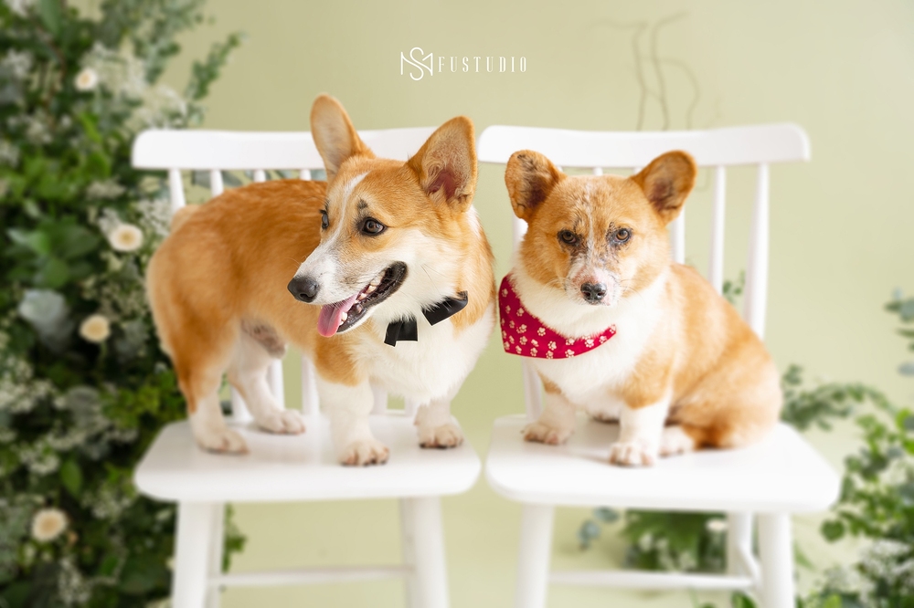 Letting the dog take a wedding photo together, the couple made netizens' hearts flutter because they were so cute - Photo 7.