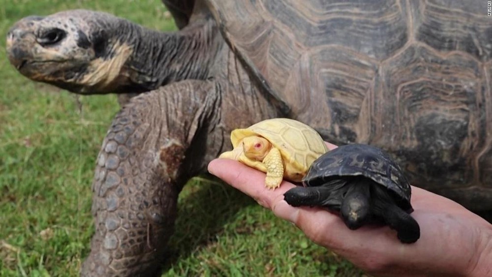 Cận cảnh rùa khổng lồ Galapagos bạch tạng quý hiếm mới chào đời - Ảnh 1.