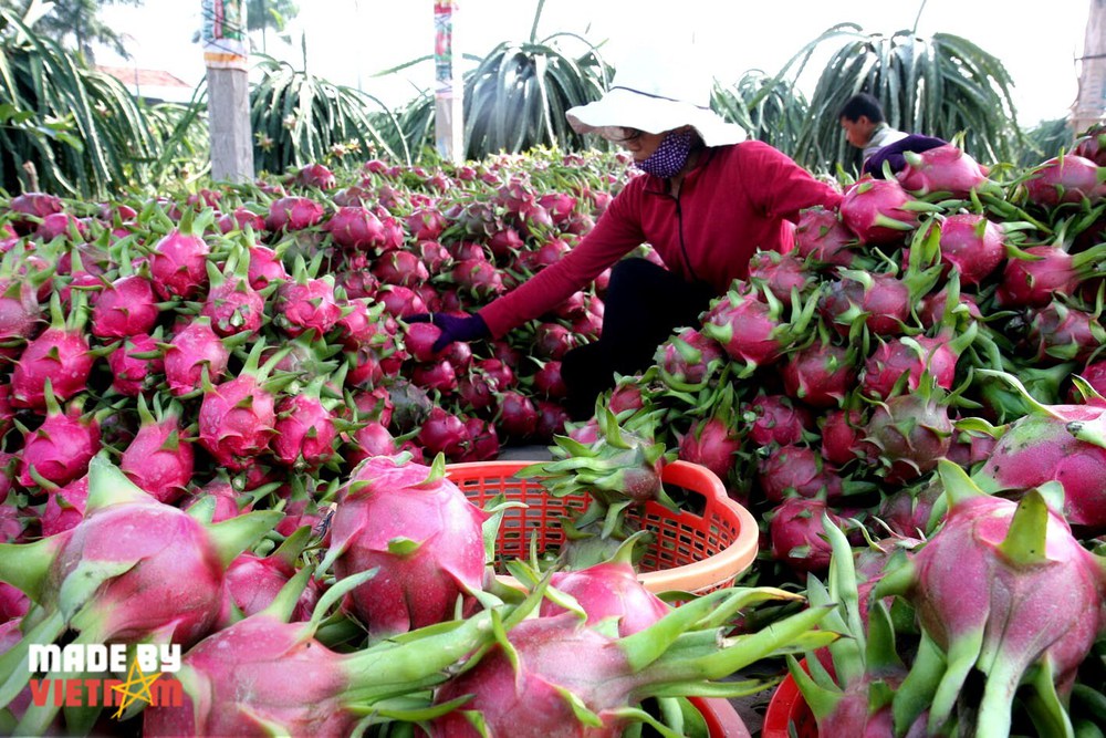 Sức hút của thanh long: Thế giới xem là siêu trái cây, Việt Nam là nhà xuất khẩu số 1 - Ảnh 1.