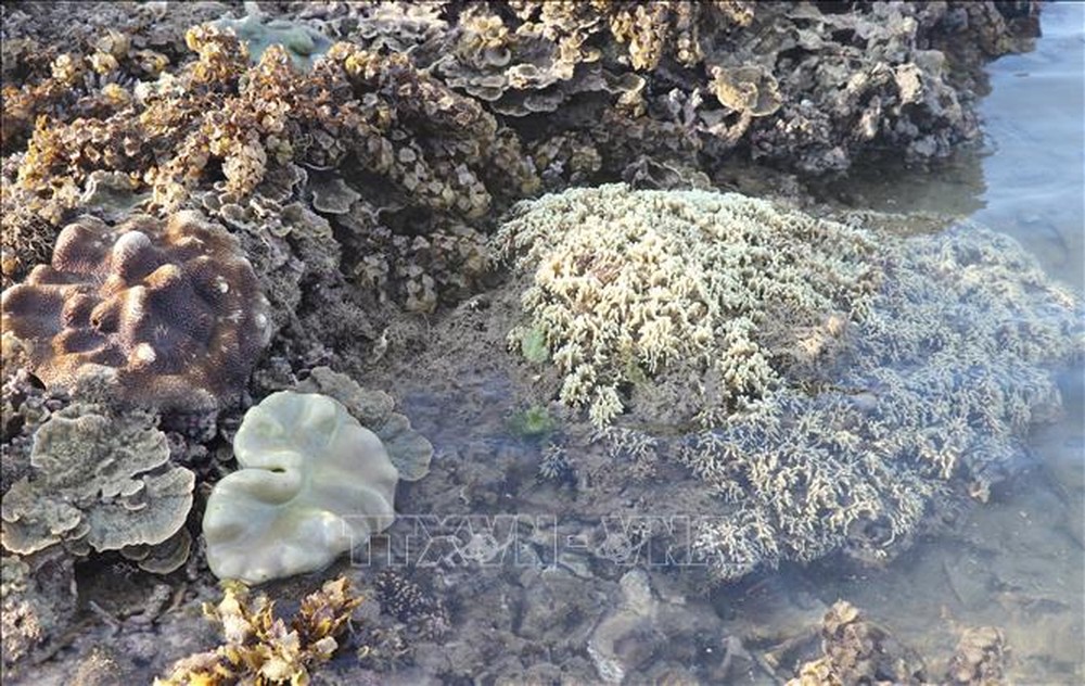 Phú Yên: Vẻ đẹp của những rạn san hô hình thành trên trầm tích núi lửa Hòn Yến - Ảnh 3.