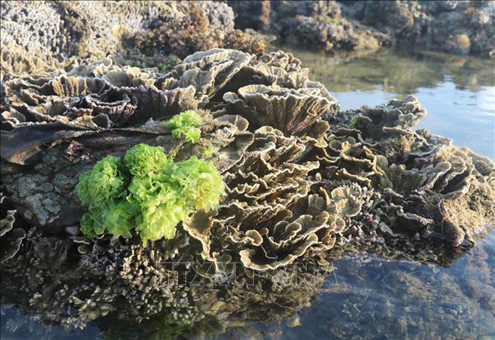 Phú Yên: Vẻ đẹp của những rạn san hô hình thành trên trầm tích núi lửa Hòn Yến - Ảnh 4.