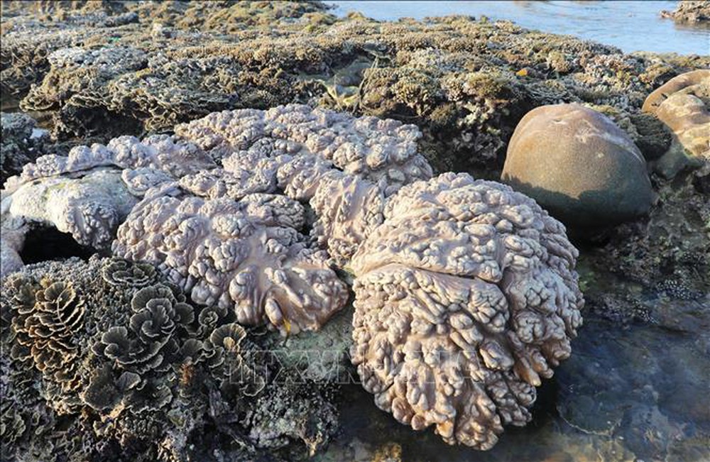 Phú Yên: Vẻ đẹp của những rạn san hô hình thành trên trầm tích núi lửa Hòn Yến - Ảnh 8.