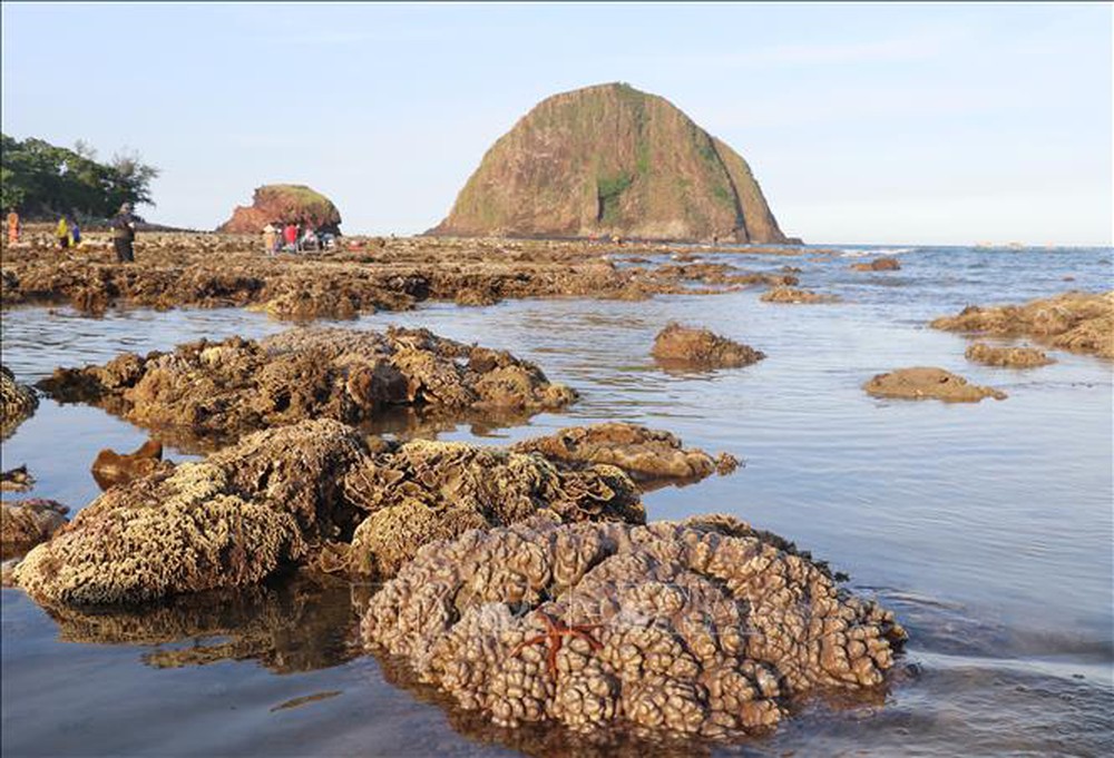 Phú Yên: Vẻ đẹp của những rạn san hô hình thành trên trầm tích núi lửa Hòn Yến - Ảnh 9.