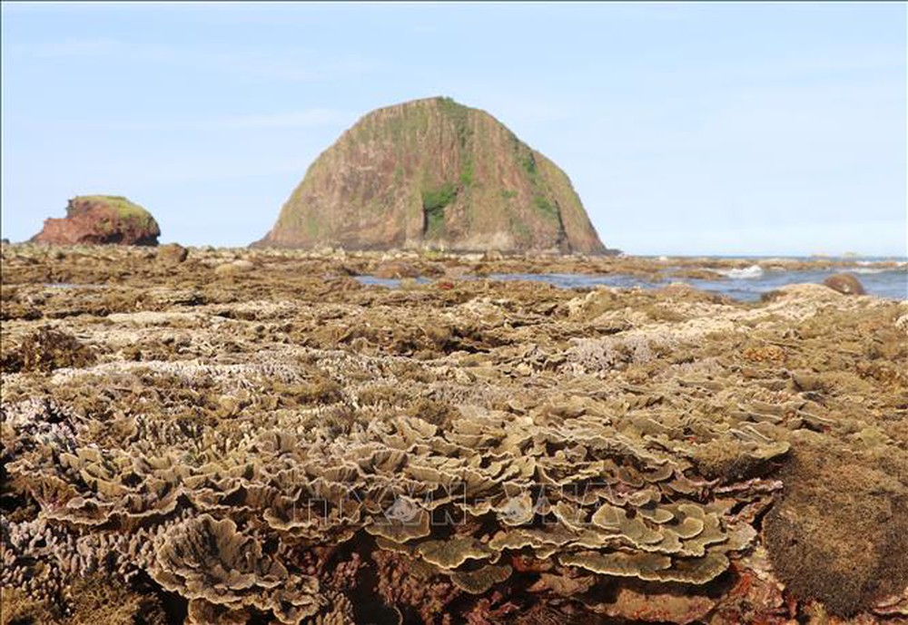 Phú Yên: Vẻ đẹp của những rạn san hô hình thành trên trầm tích núi lửa Hòn Yến - Ảnh 11.