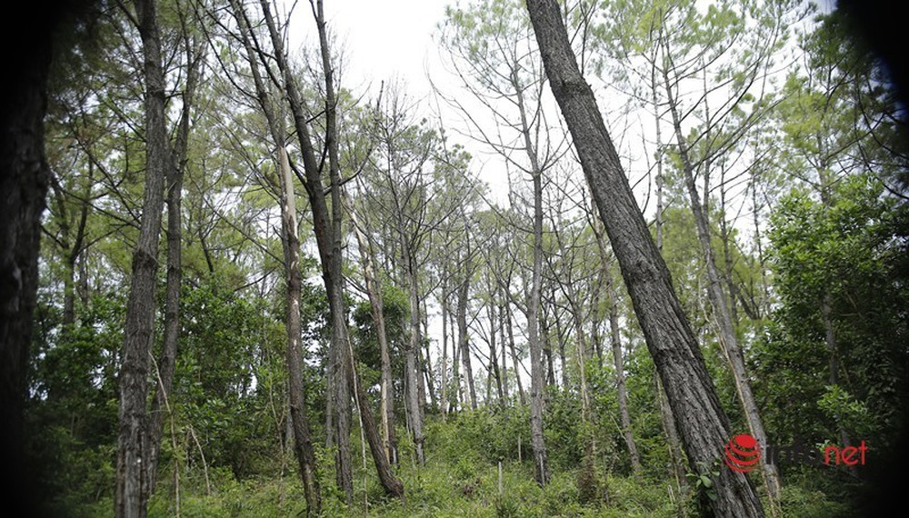 Cận cảnh rừng thông ở Quảng Nam bị đầu độc khiến cây chết dần - Ảnh 1.