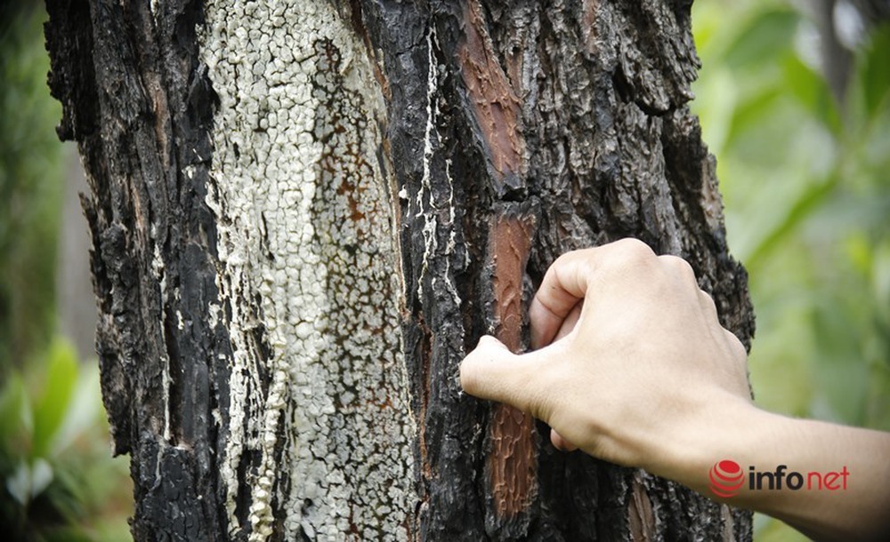 Cận cảnh rừng thông ở Quảng Nam bị đầu độc khiến cây chết dần - Ảnh 2.