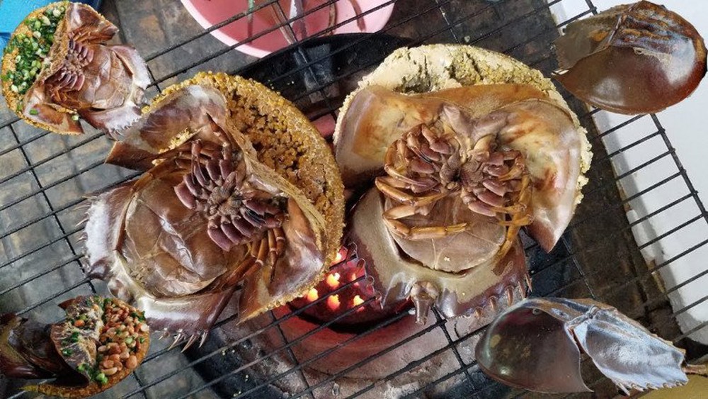 Loại hải sản hiếm ở Việt Nam: Thịt đã quý, máu của chúng còn đắt đỏ hơn nhiều - Ảnh 2.