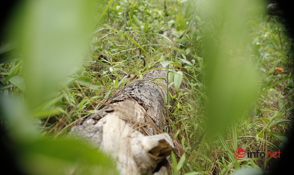 Cận cảnh rừng thông ở Quảng Nam bị đầu độc khiến cây chết dần - Ảnh 11.