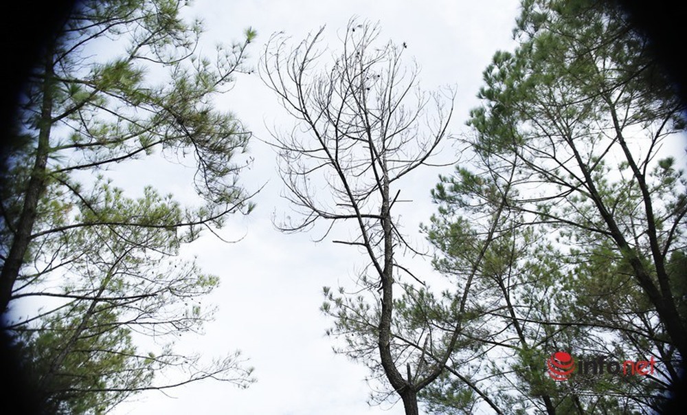 Cận cảnh rừng thông ở Quảng Nam bị đầu độc khiến cây chết dần - Ảnh 12.