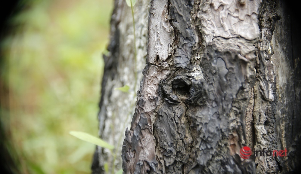 Cận cảnh rừng thông ở Quảng Nam bị đầu độc khiến cây chết dần - Ảnh 3.