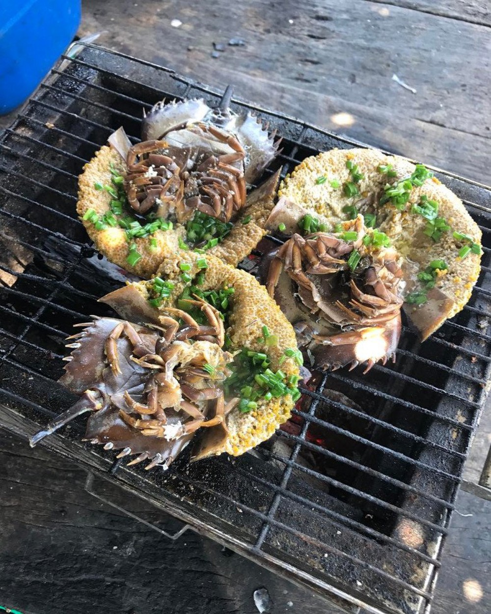 Loại hải sản hiếm ở Việt Nam: Thịt đã quý, máu của chúng còn đắt đỏ hơn nhiều - Ảnh 3.