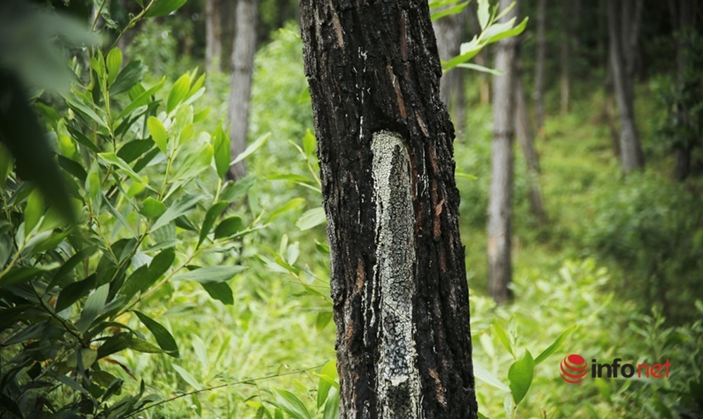 Cận cảnh rừng thông ở Quảng Nam bị đầu độc khiến cây chết dần - Ảnh 4.