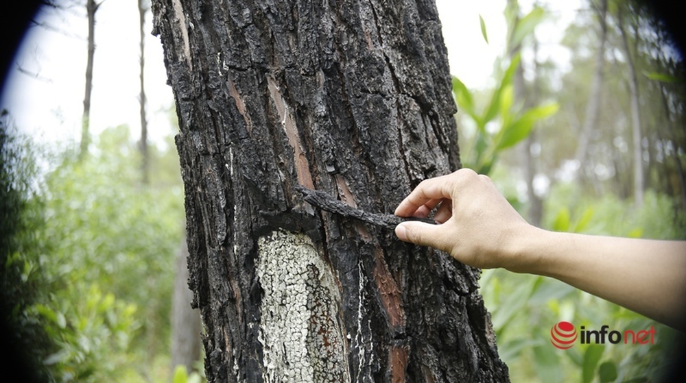 Cận cảnh rừng thông ở Quảng Nam bị đầu độc khiến cây chết dần - Ảnh 5.