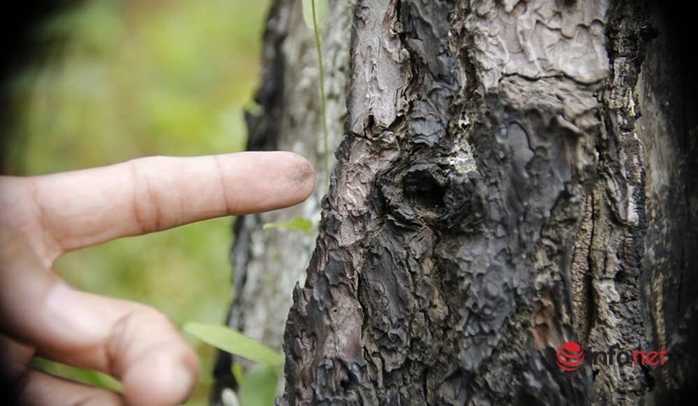Cận cảnh rừng thông ở Quảng Nam bị đầu độc khiến cây chết dần - Ảnh 6.