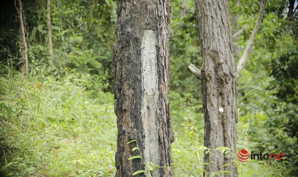 Cận cảnh rừng thông ở Quảng Nam bị đầu độc khiến cây chết dần - Ảnh 7.