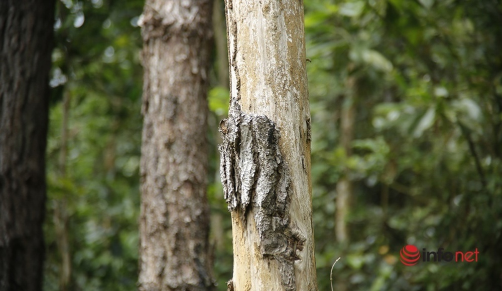 Cận cảnh rừng thông ở Quảng Nam bị đầu độc khiến cây chết dần - Ảnh 8.