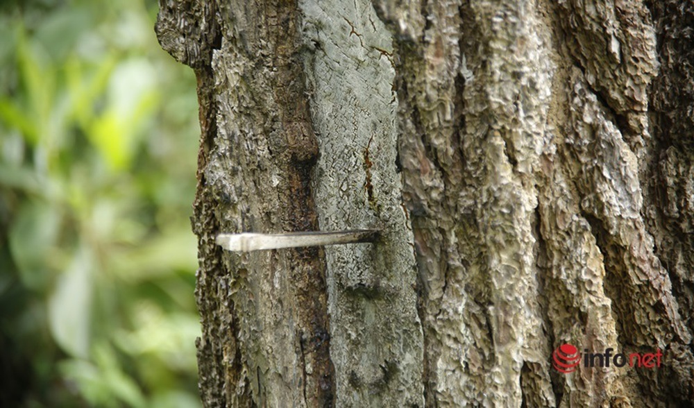 Cận cảnh rừng thông ở Quảng Nam bị đầu độc khiến cây chết dần - Ảnh 9.