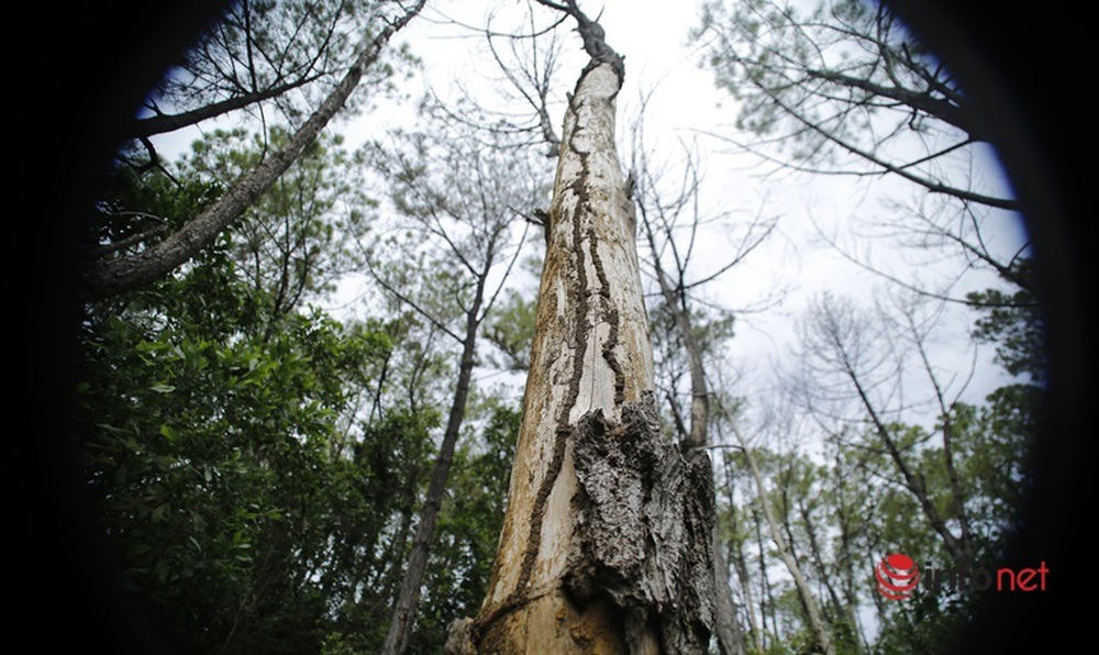 Cận cảnh rừng thông ở Quảng Nam bị đầu độc khiến cây chết dần - Ảnh 10.