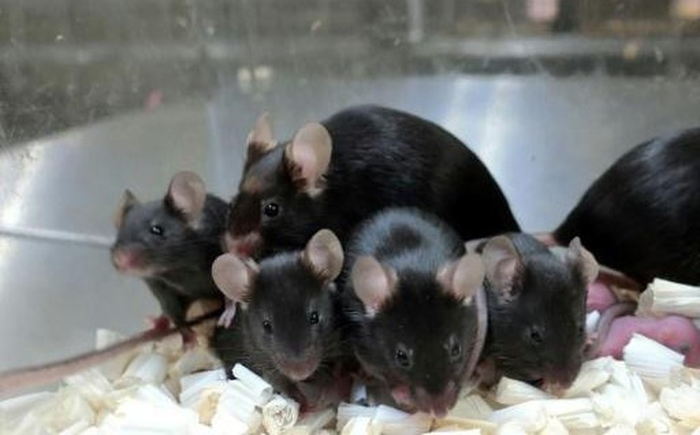 Éxito en la creación de ratones clonados mediante la técnica de liofilización: ¡Los animales extintos pronto volverán a la vida! Éxito en la creación de ratones clonados mediante la técnica de liofilización: ¡Los animales extintos pronto volverán a la vida!