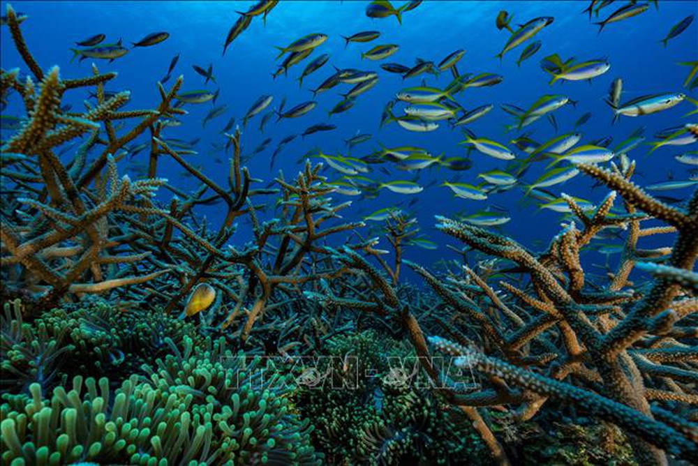 UNESCO công bố ấn bản đầu tiên của Báo cáo Tình trạng Đại dương - Ảnh 1.