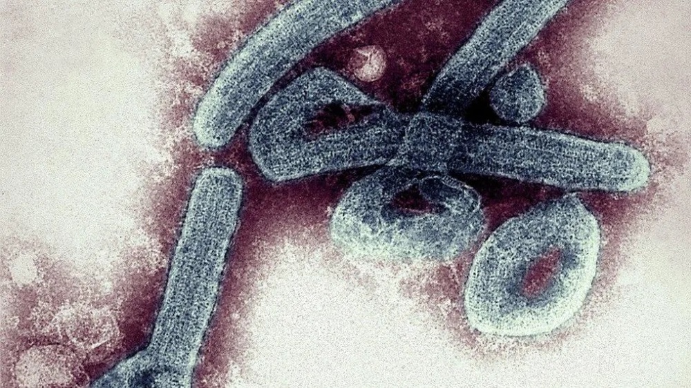Loại virus mới được phát hiện ở Ghana nguy hiểm như thế nào? - Ảnh 3.