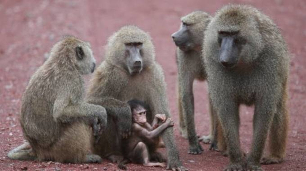 Kinh hoàng khỉ ném cháu bé 4 tháng tuổi từ sân thượng xuống đất ở Ấn Độ - Ảnh 1.